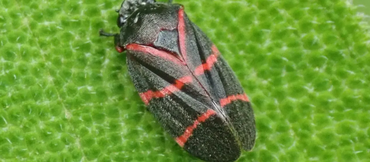 Aeneolamia contigua