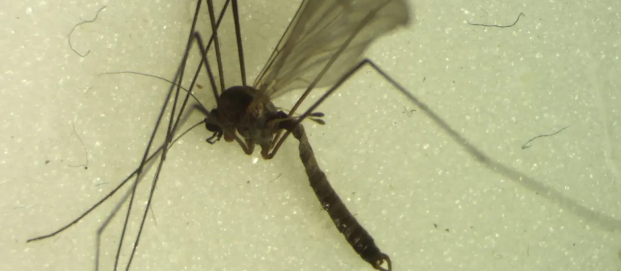 Winter gnat