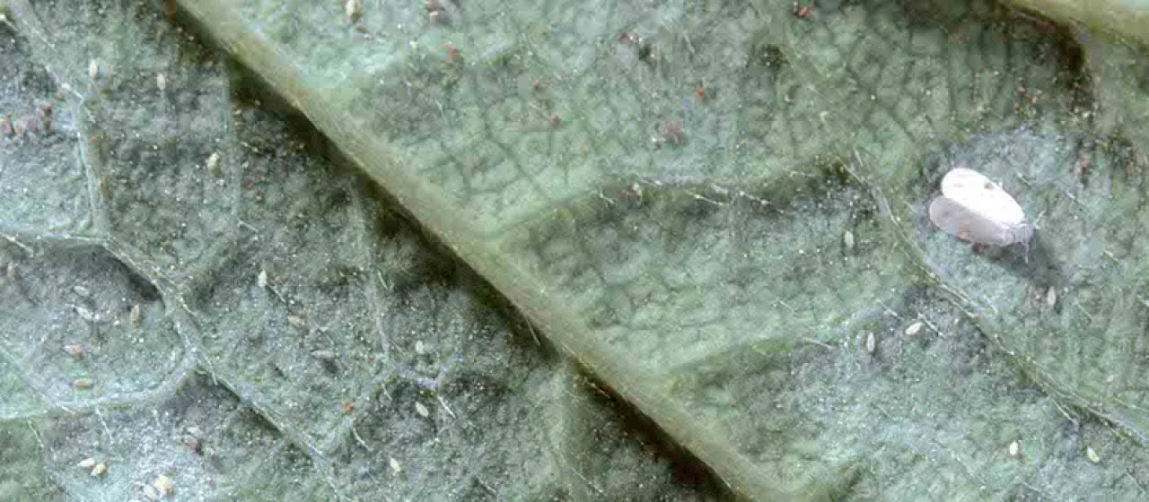 Strawberry whitefly