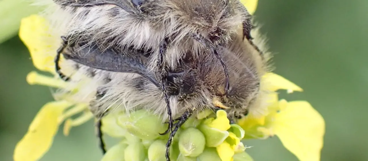 Shaggy rose beetle