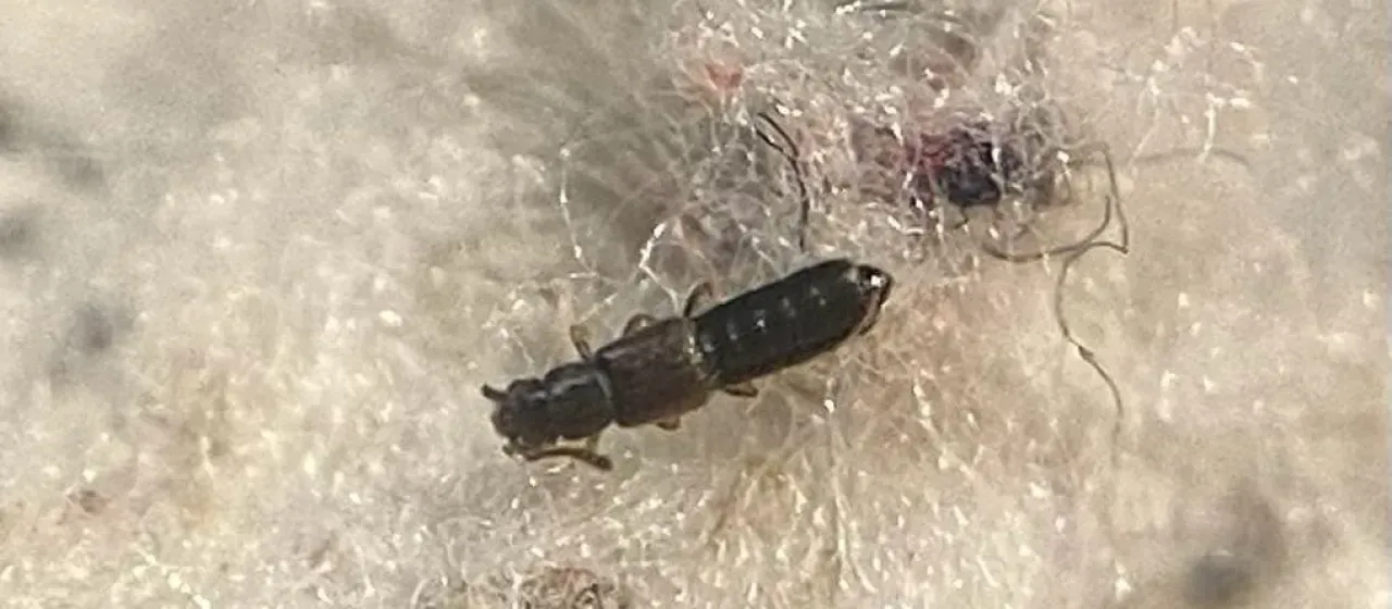 Стафилинид Trogophloeus pusillus