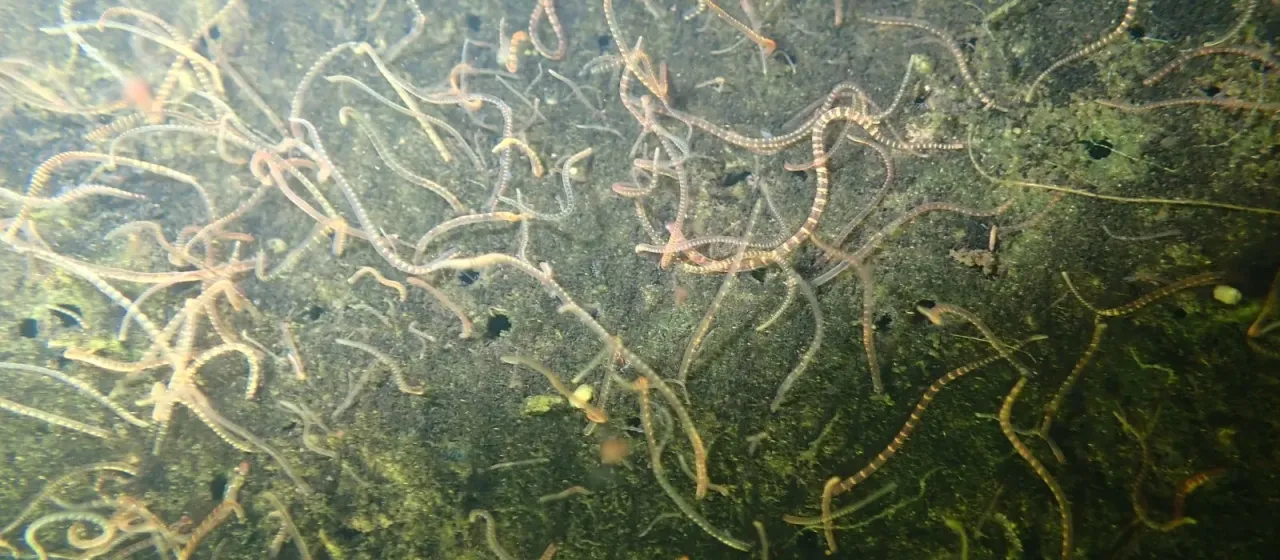 Tubifex worm