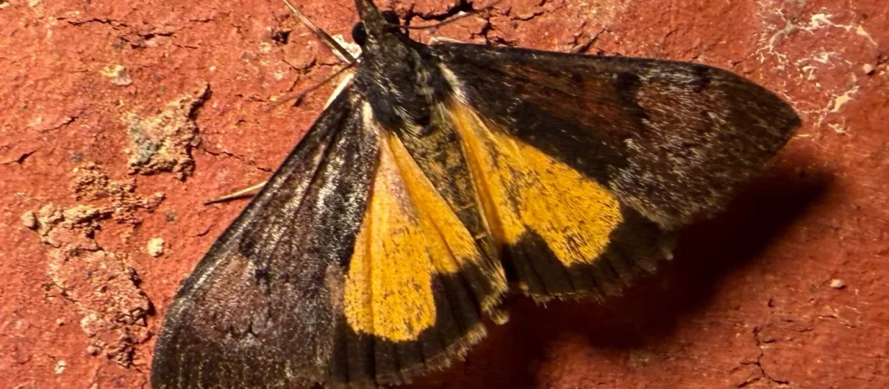 Огневка бобовая Uresiphita ornithopteralis