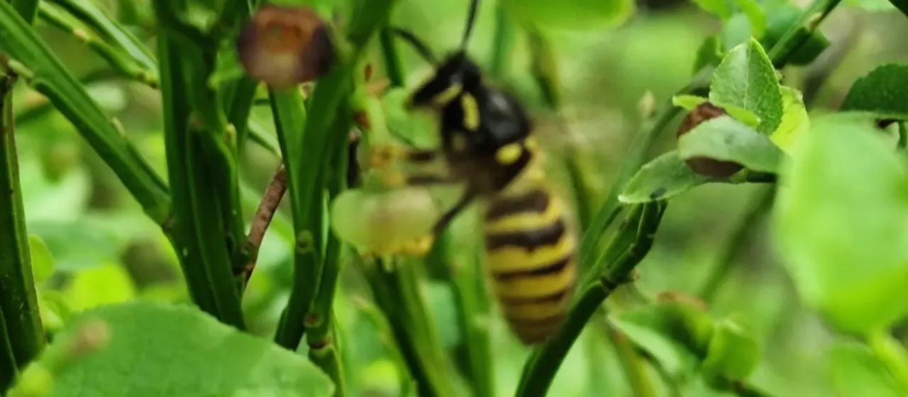 Tree wasp
