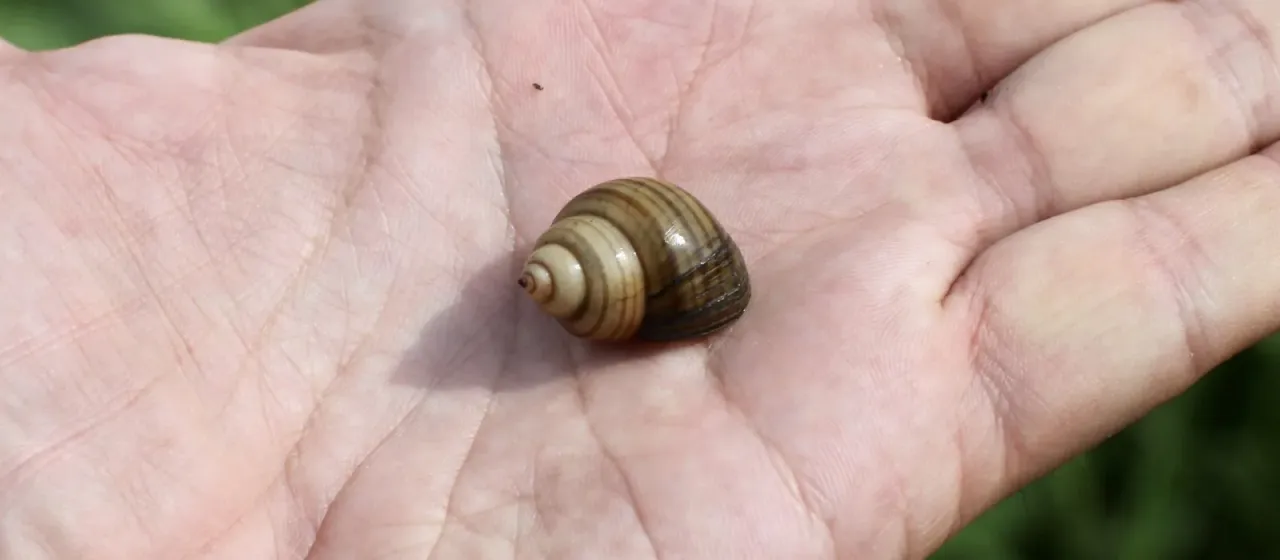 Bengal mystery snail