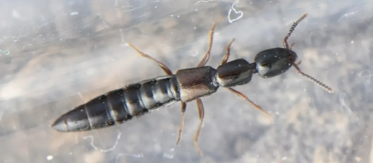 Ксантолинус