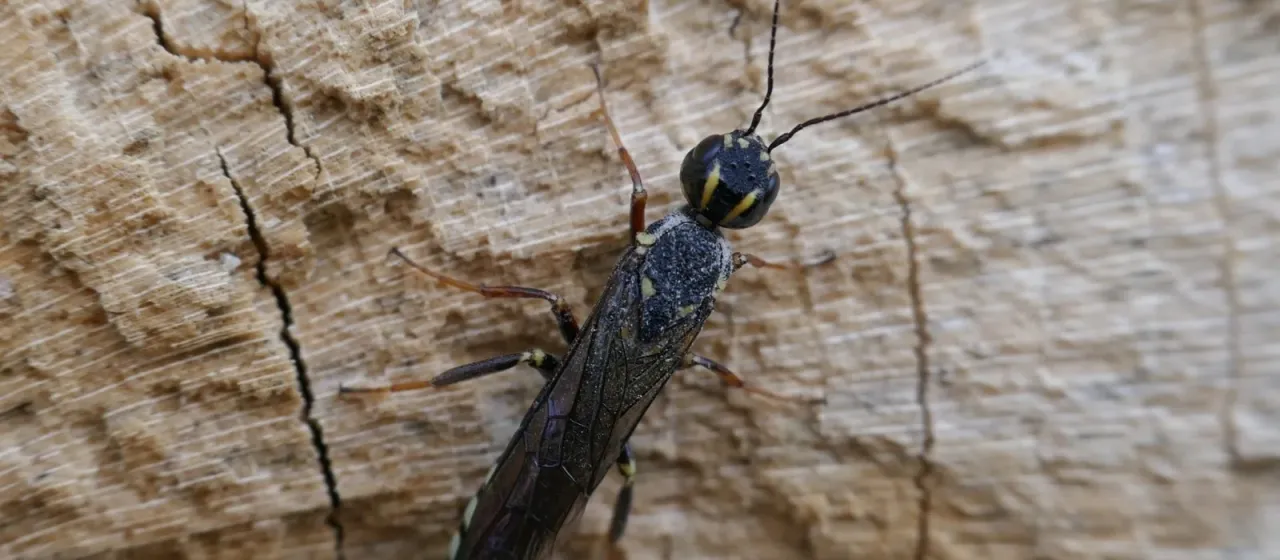 Xiphydria longicollis