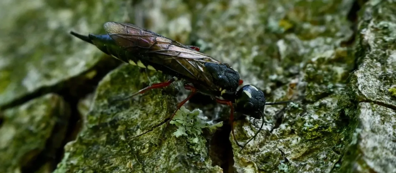 Xiphydria