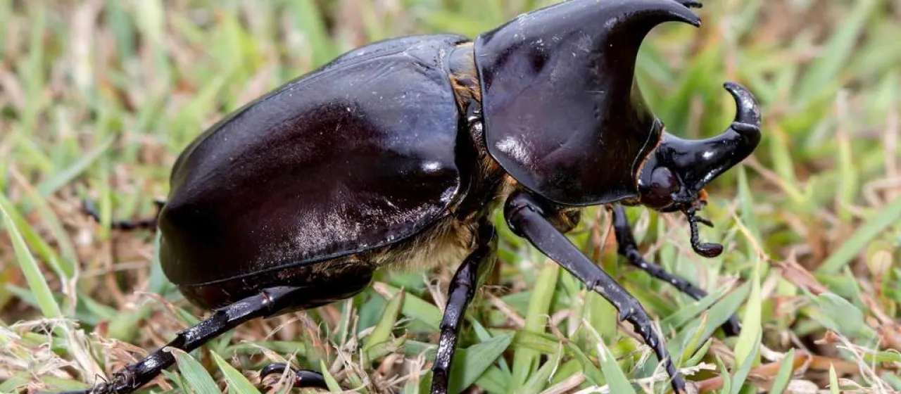 Australian rhinoceros beetle