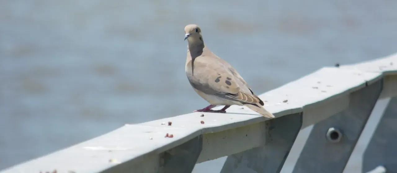 Eared dove