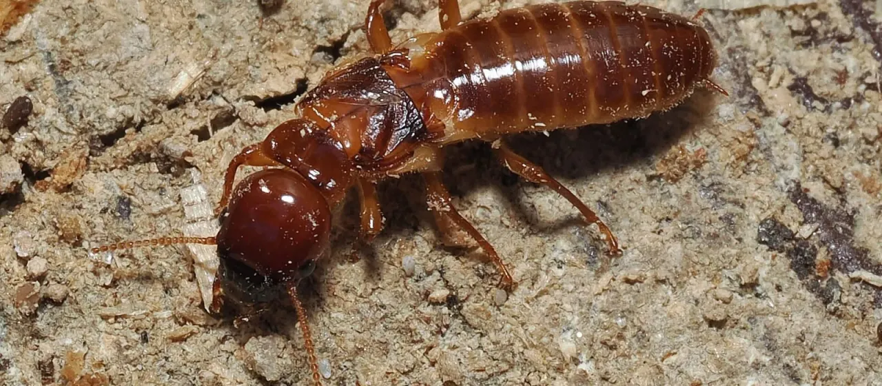 Nevada dampwood termite