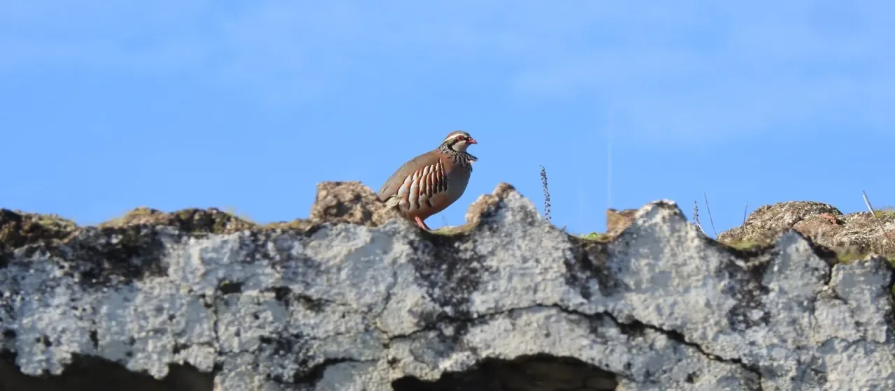 Red-legged partridge