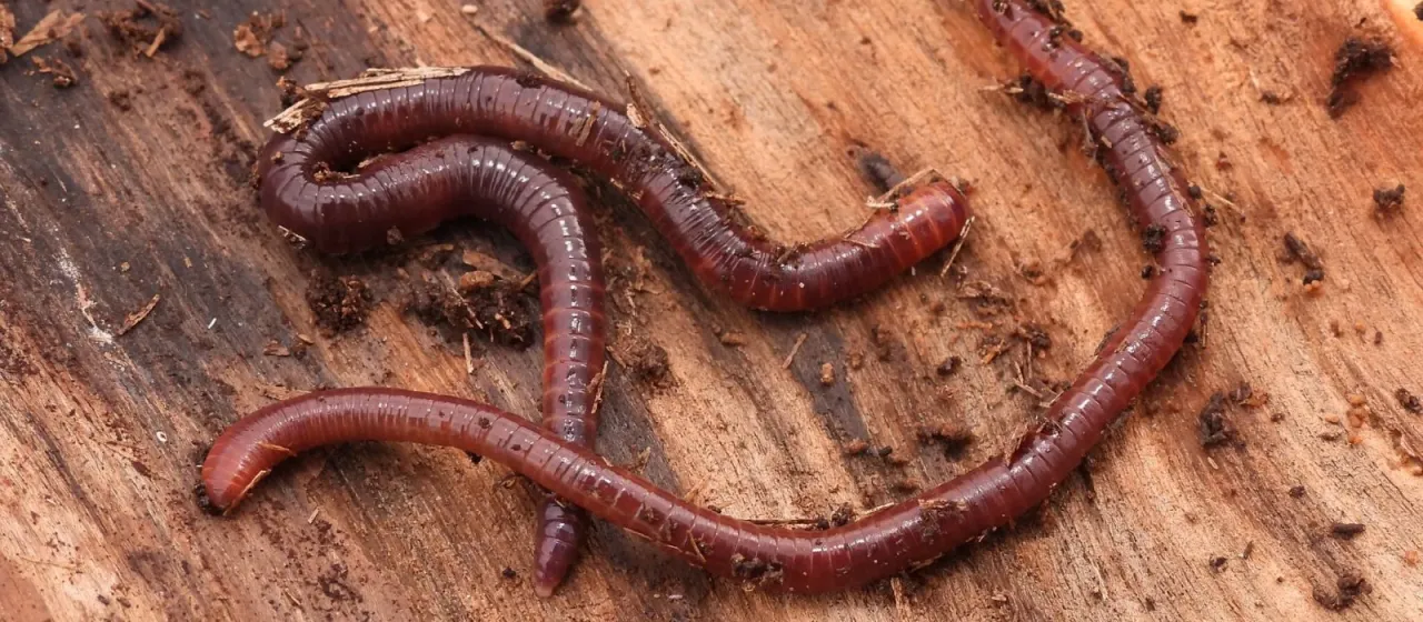 Red wiggler worm