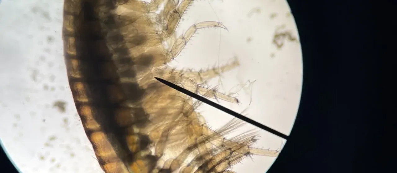 Hyalella azteca