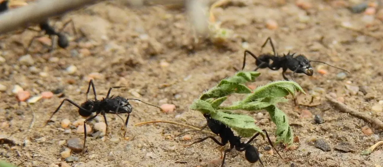 Leaf-cutting ant