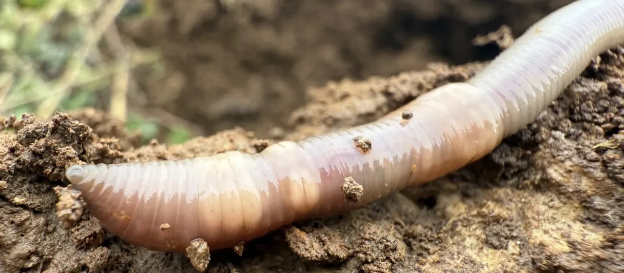 Field worm