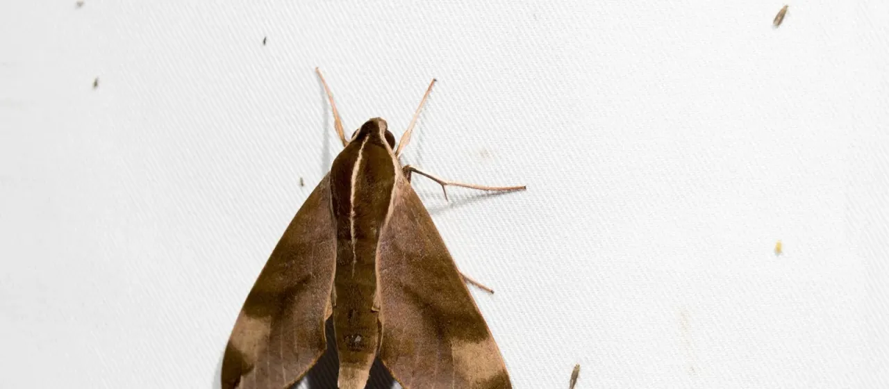 Grape sphinx moth