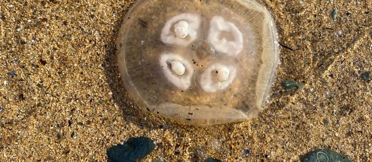 Moon jellyfish