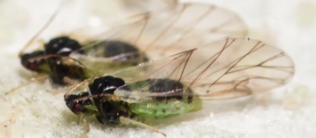 Poplar leaf aphid