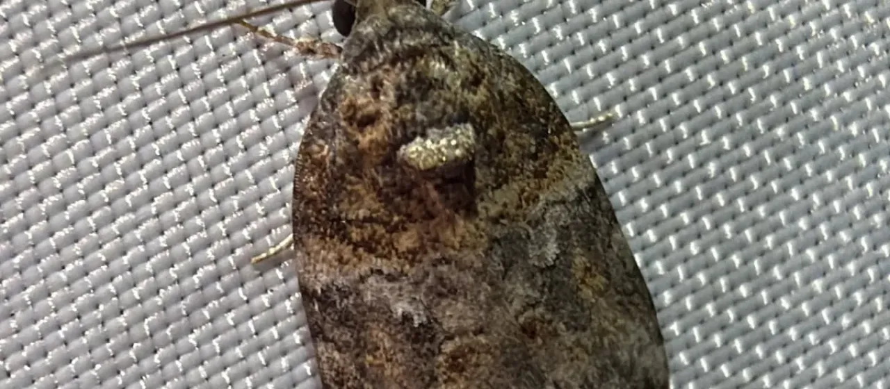 Characoma
