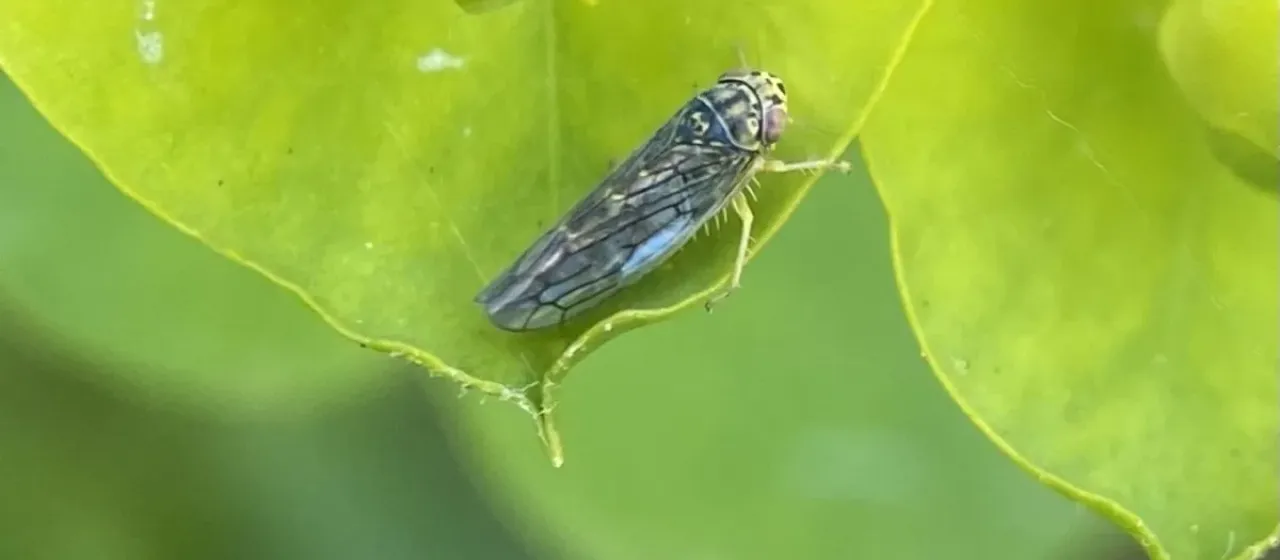 Цикадка Colladonus geminatus