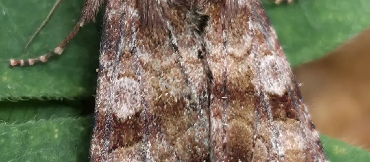 Капустная совка
