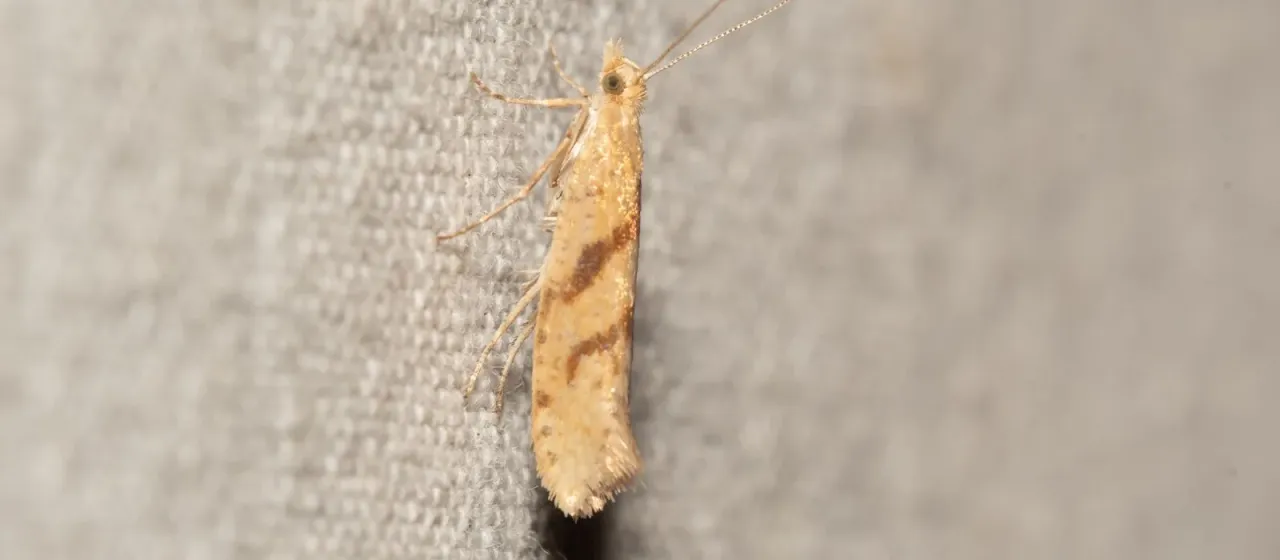 Oak crescent moth