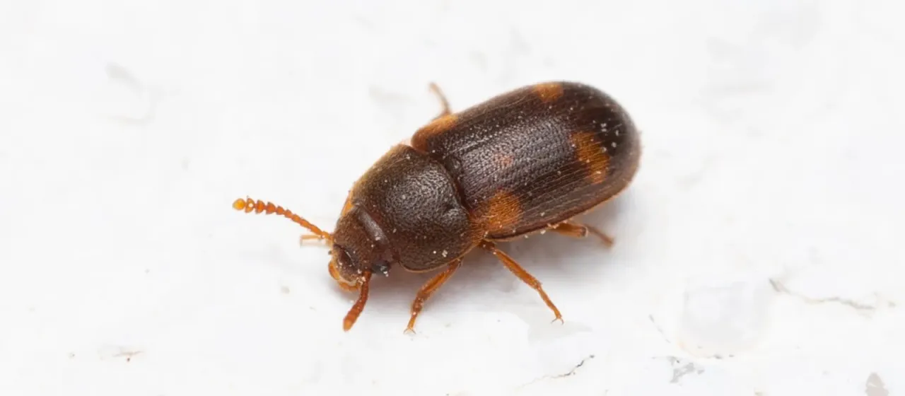 Four-spotted fungus beetle