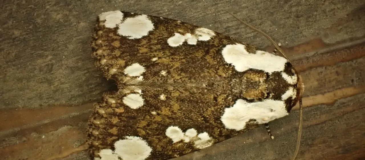 Mudaria
