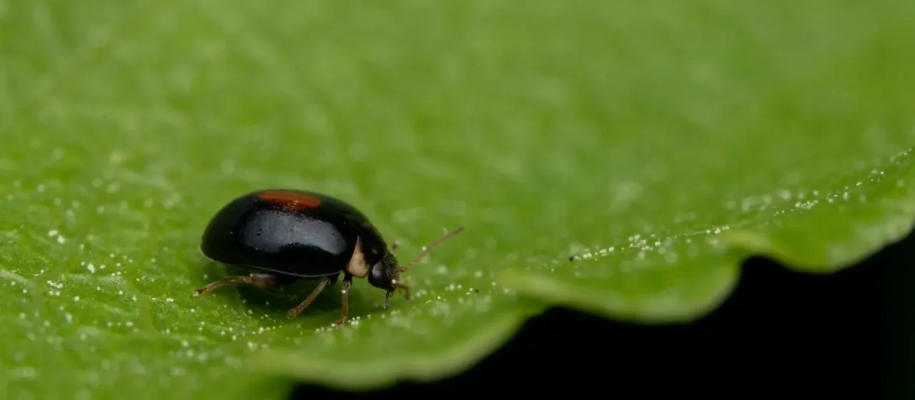 Scirtes orbiculatus