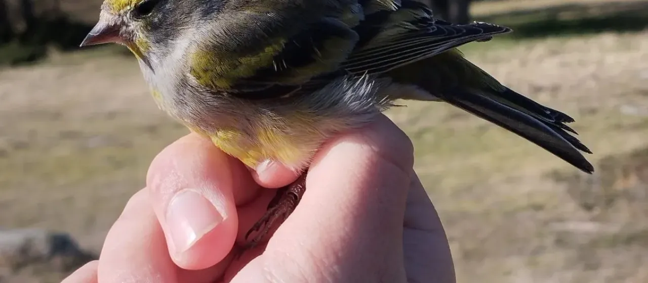 Citril finch
