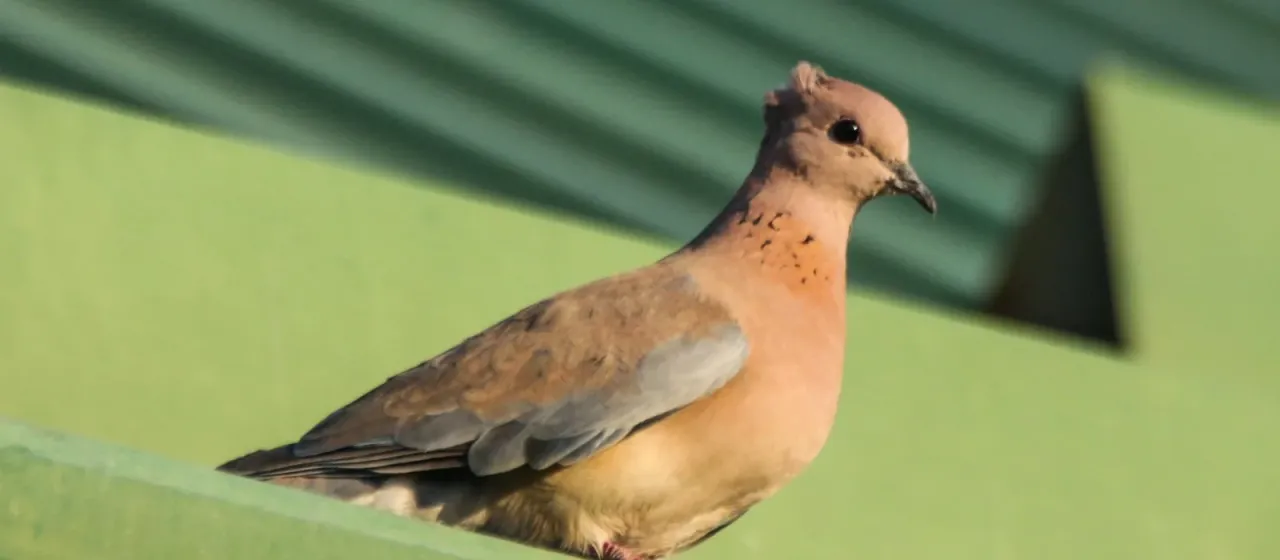 Laughing dove