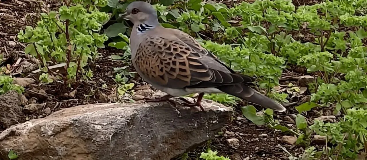 European turtle dove