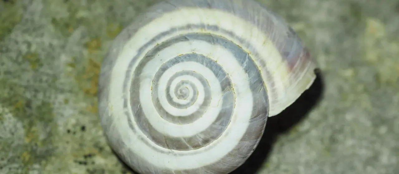 Cernuella virgata