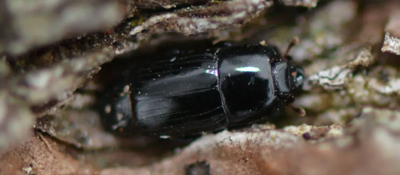 Oblong hister beetle