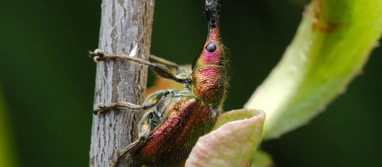 Вишнёвый слоник