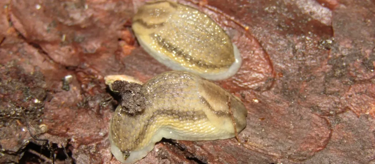 Arion silvaticus