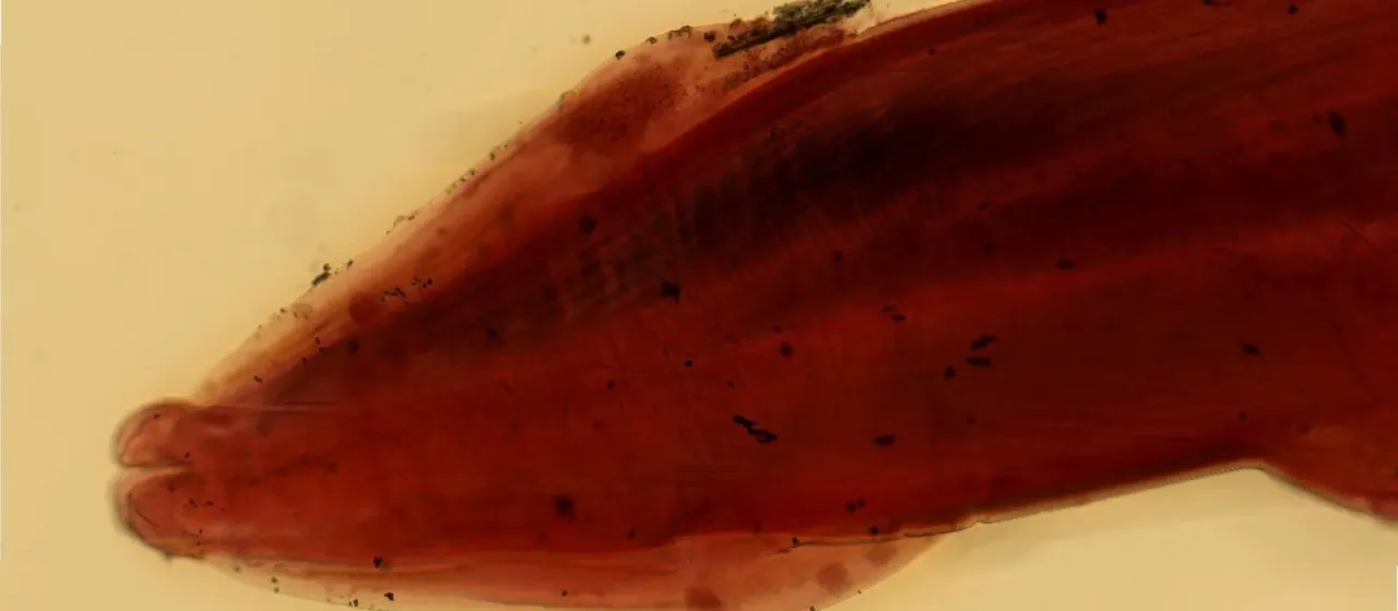 Feline toxocara