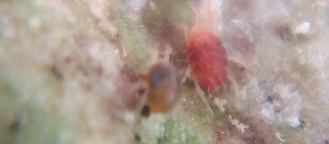 Carnation spider mite
