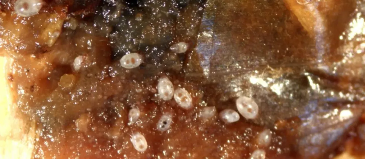 Bulb mite