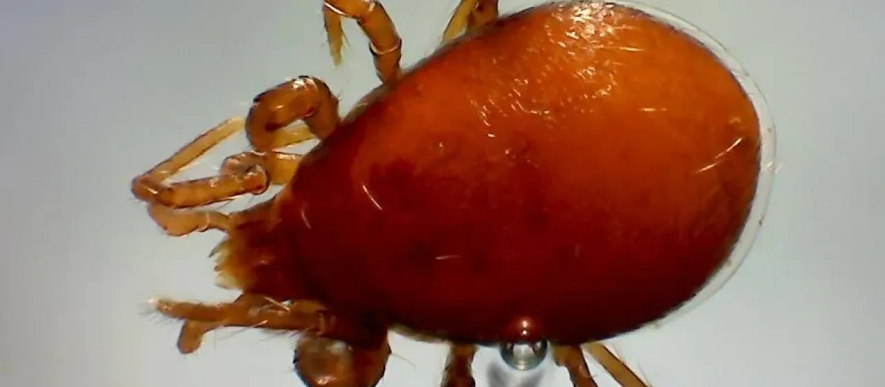Pergamasus longicornis