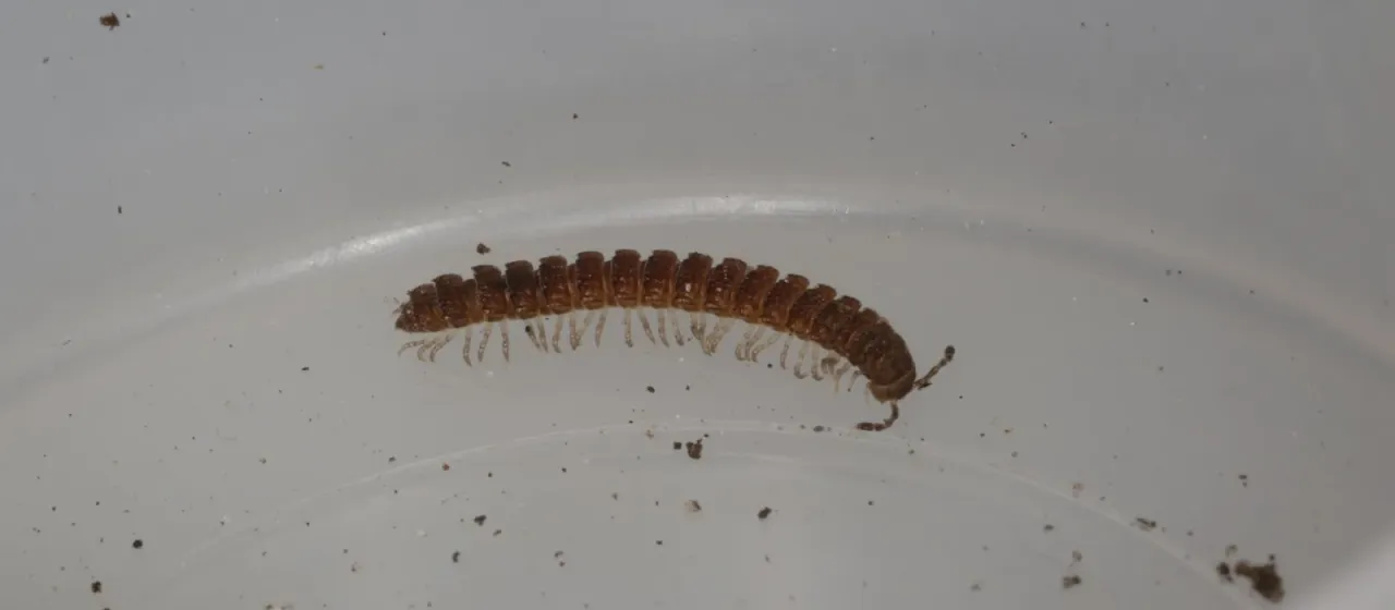 Flat-backed millipede