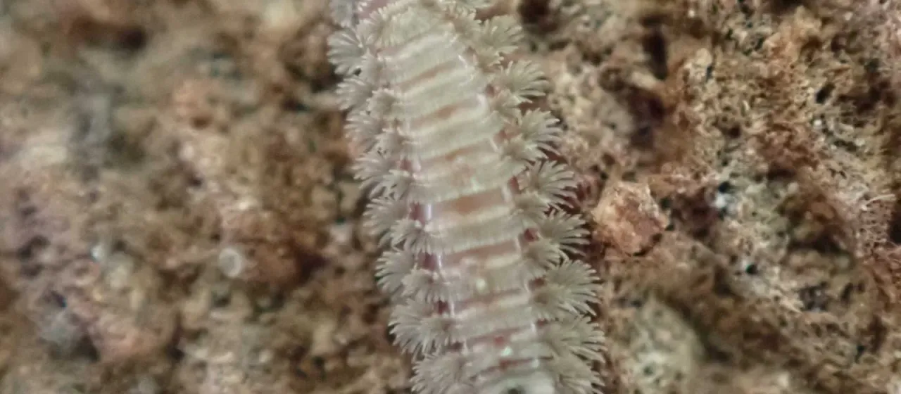 Polyxenus lagurus