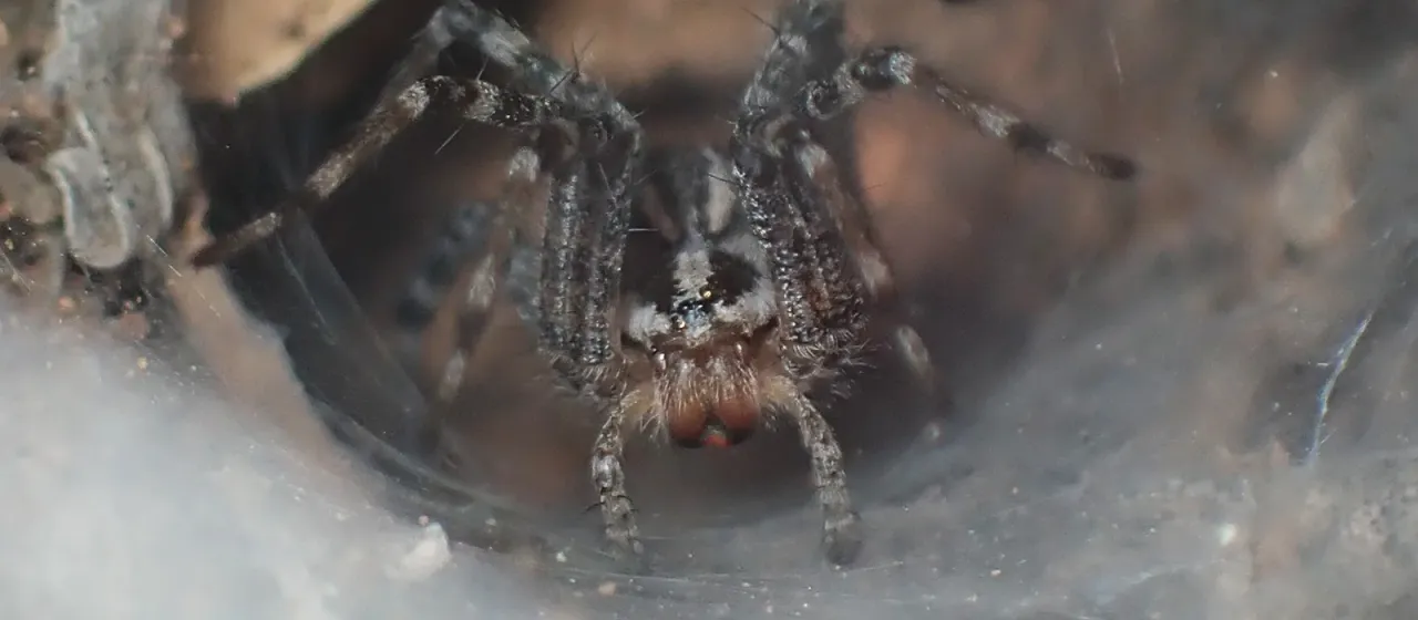 Agelenopsis aperta