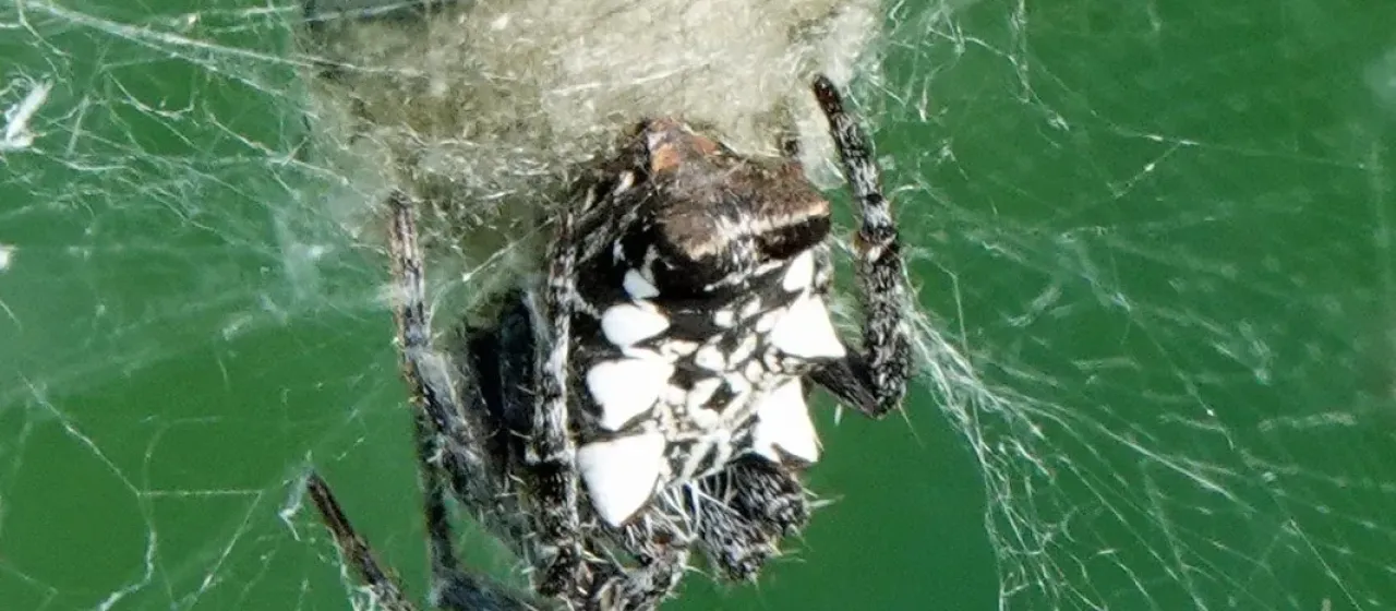 Cyrtophora citricola