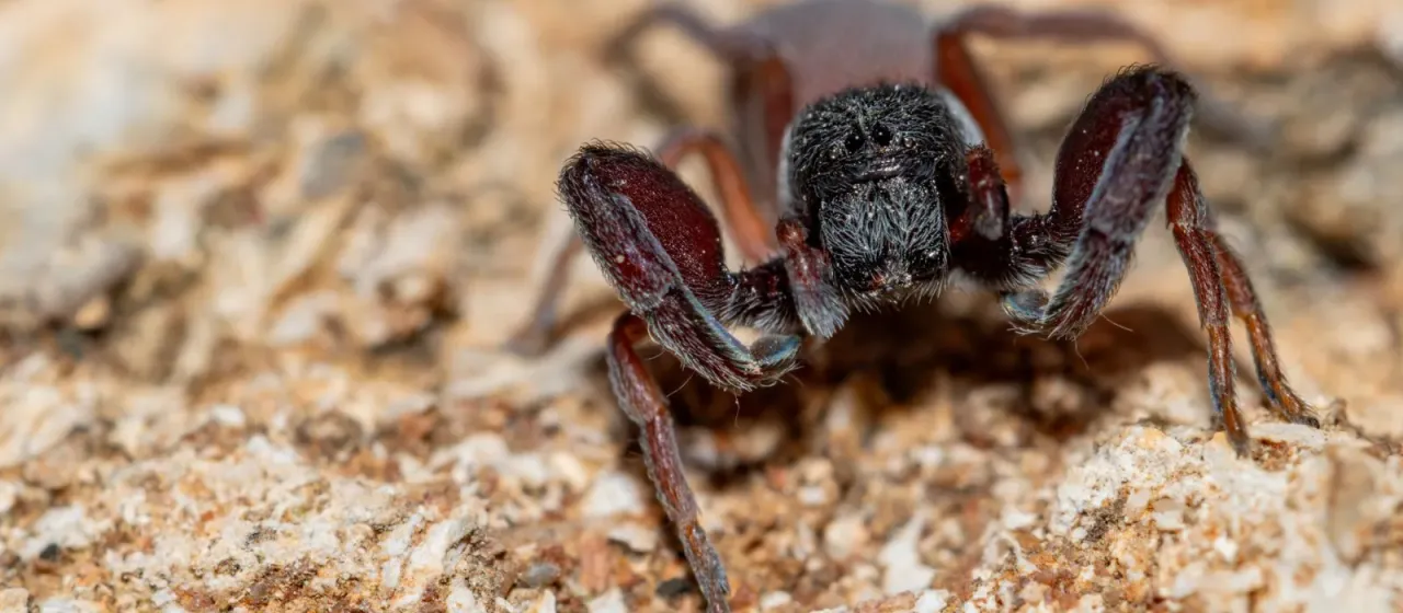Palpimanus gibbulus
