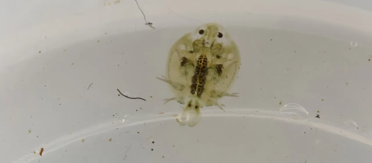 Argulus foliaceus