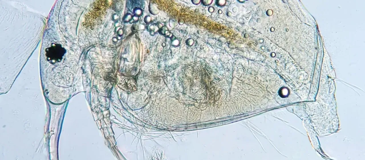 Bosmina obtusirostris