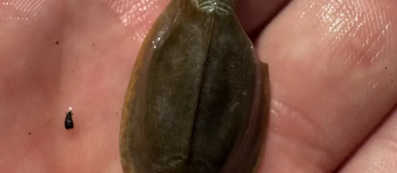 Tadpole shrimp