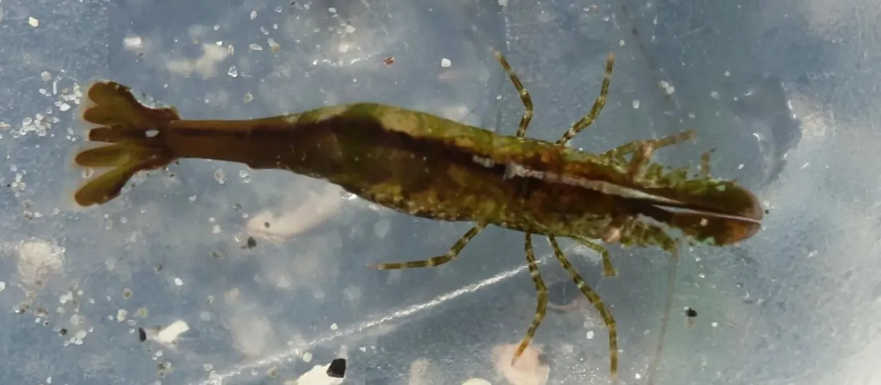 Chameleon shrimp